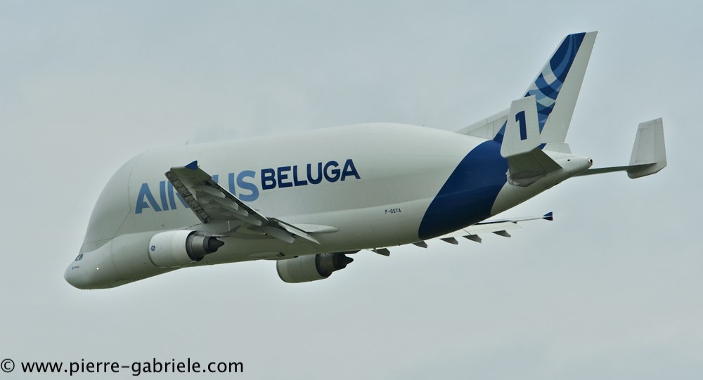 beluga_3203.jpg