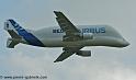 beluga_3168
