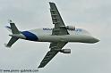 beluga_3179