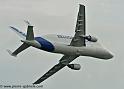 beluga_3180