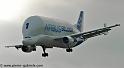 beluga_3185