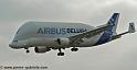 beluga_3187