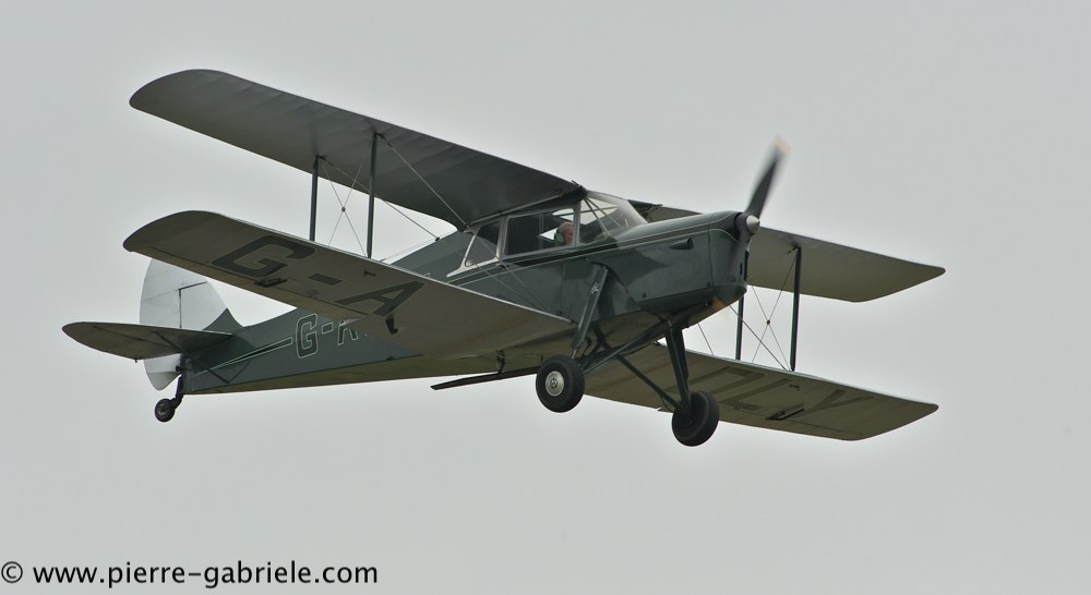 hornet-moth_2858.jpg