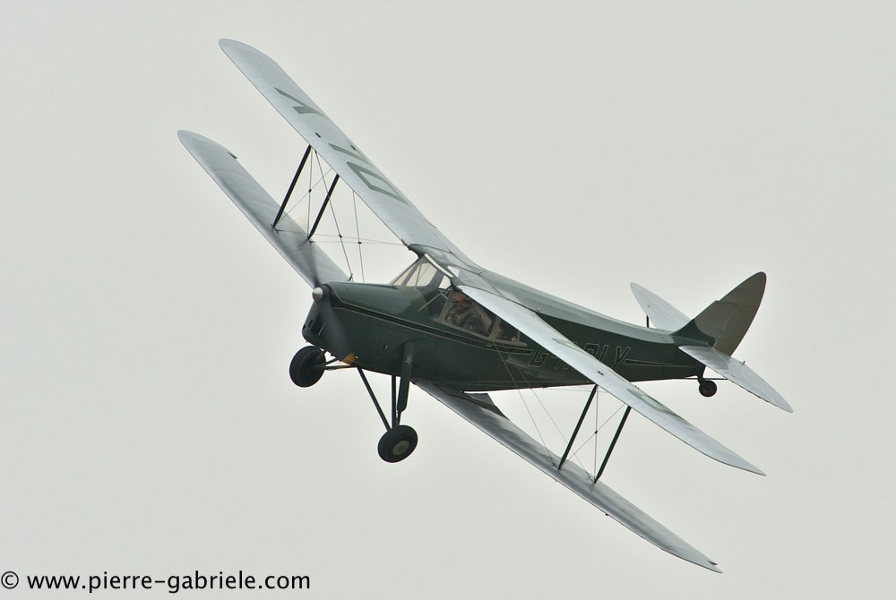 hornet-moth_2862.jpg