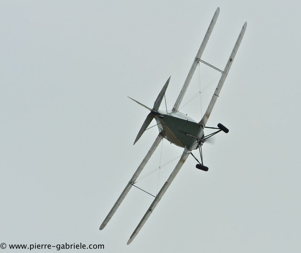 hornet-moth_2870.jpg