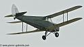 hornet-moth_2861