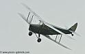 hornet-moth_2863
