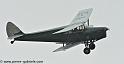 hornet-moth_2876