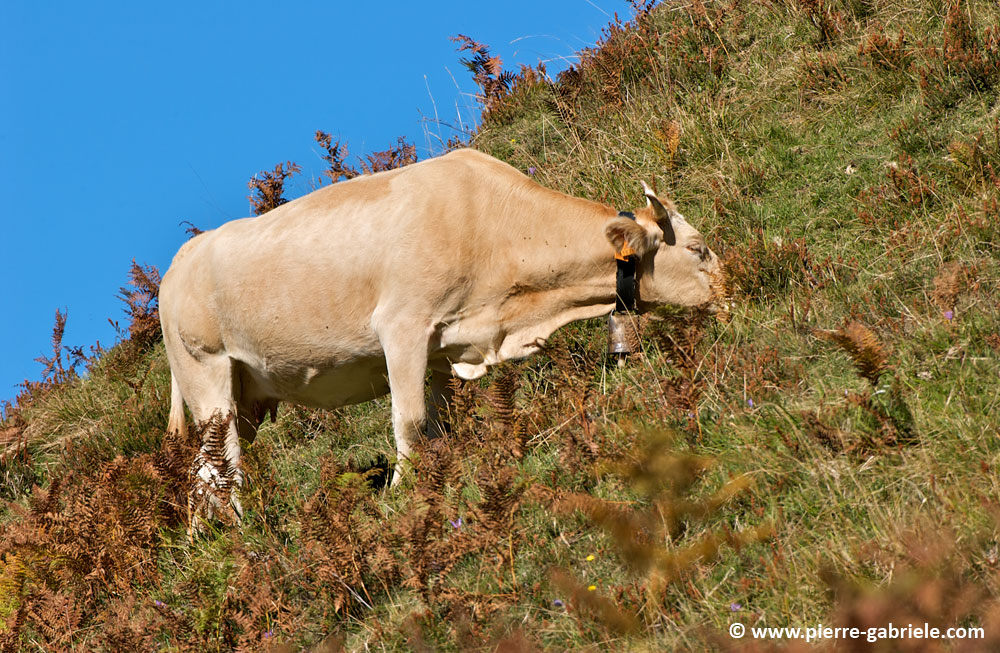 vache-soulor_4459.jpg