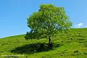 arbre_3892