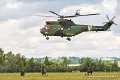 cougar_8982