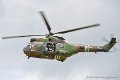 cougar_9013