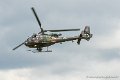 gazelle_8956