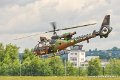gazelle_9005