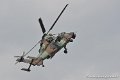tigre_9753