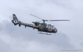 gazelle_4517