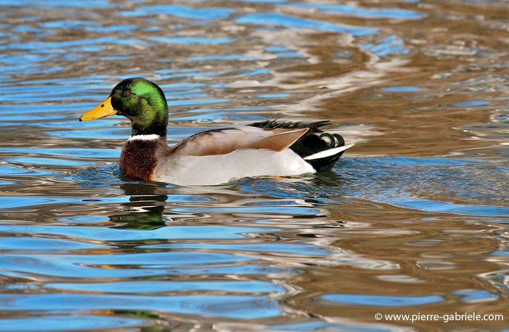 canard_0083.jpg