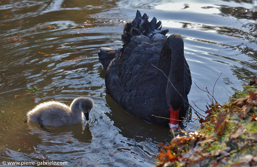 ptitcygne2.jpg
