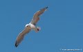 mouette-g93_3682