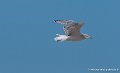 mouette-g93_3683