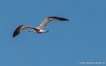 mouette-g93_3686