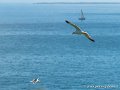 goeland-g91_8131