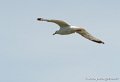 goeland-g91_8199