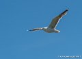 goeland-g91_8204