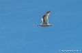goeland-g91_8211