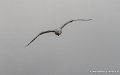 goeland-g91_8256