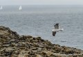 goeland-g91_8262