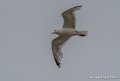 goeland-g91_8306