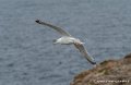 goeland-g91_8308