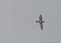 huitrier-g91_8265
