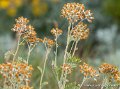 lespoulains-g91_8296