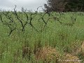 locmaria-g91_8318