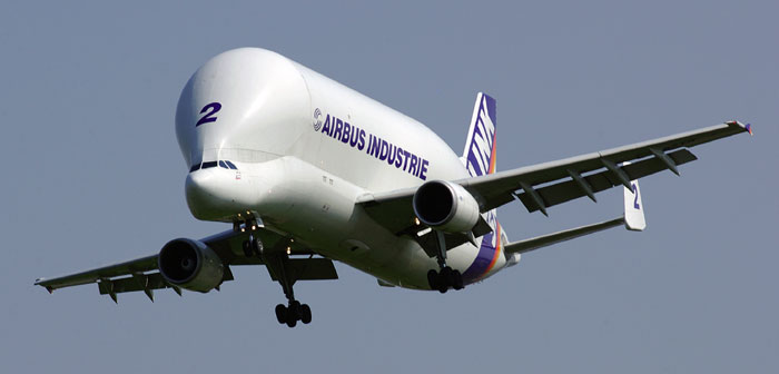 beluga1.jpg