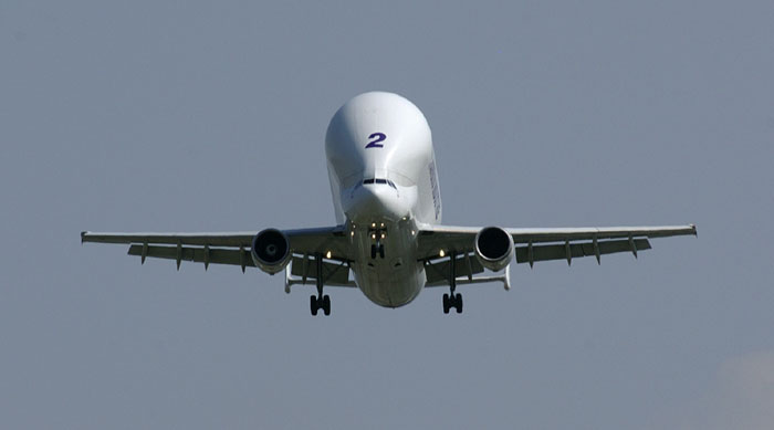 beluga3.jpg
