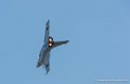 rafale_2537