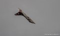 rafale-g93_3280