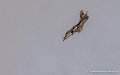 rafale-g93_3386