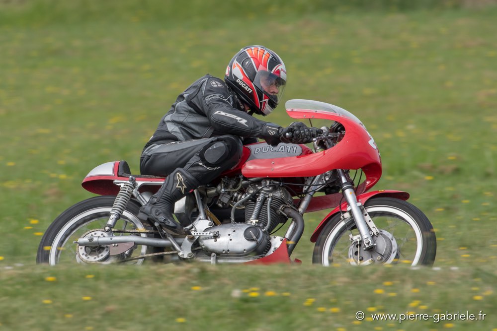 coyotes-dimanche-d500_6985.jpg