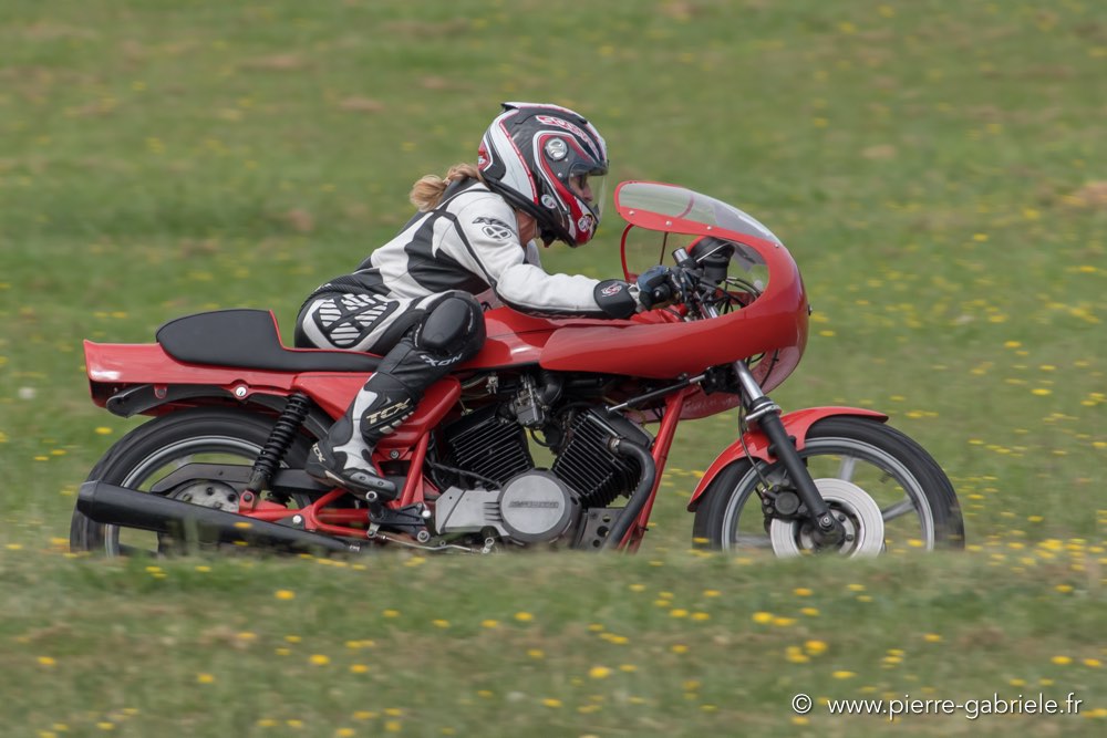 coyotes-dimanche-d500_7016.jpg