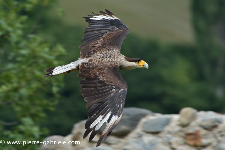 caracara_1501.jpg