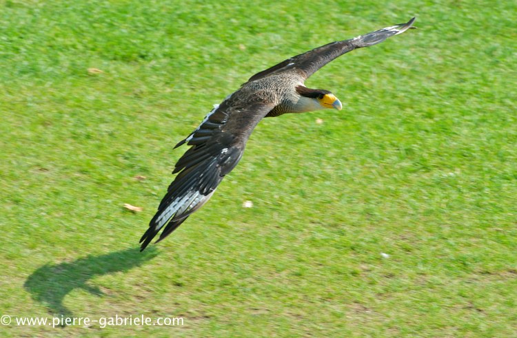 caracara_2435.jpg