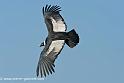 condor_2549