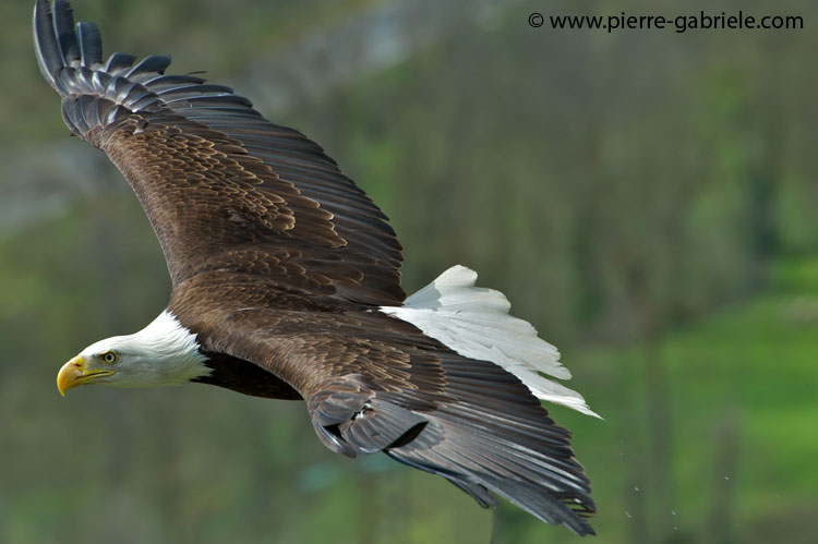 pygargue_1158.jpg