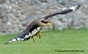 caracara_1185