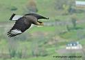 caracara_1187