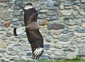 caracara_1189